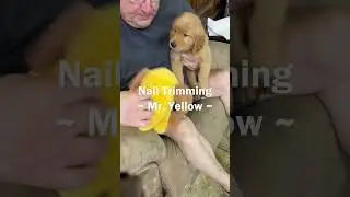 Nail Trimming - Mr. Yellow