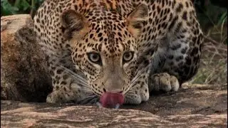 Srilankan leopard hunts Yala National park - Spotting Trails