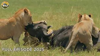 Lion & Leopard | Shocking Hunts of Serengeti’s Deadliest Queens! | Animal Documentary
