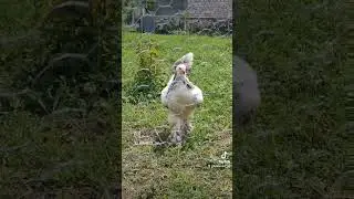 105.Gün