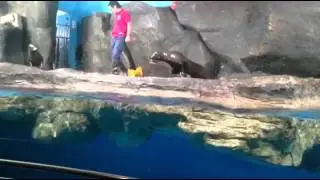 Seals Feeding & Presentation