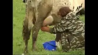 Эпичная дойка коров