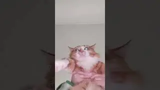 рыжулька танцует🐱