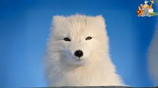 Arctic Fox : Facts about Arctic Fox