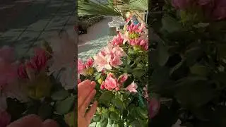 Рододендрон Brasilia