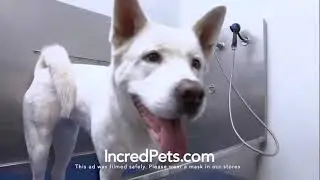 Incredible Pets March 2021
