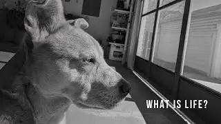 Getting Philosophical With Yoda (My Dog)