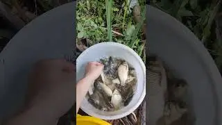 наловили карася #рыбалка #fishing