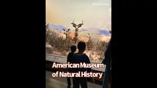 AMERICAN MUSEUM OF NATURAL HISTORY
