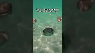 Как бы не засмеяться😂  #физика  #приколы  #юмор  #мем  #рекомендации  #школа