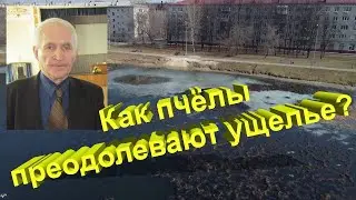 Профессор Кашковский: Как преодолевают пчёлы ущелье?