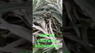 Чай из листьев облепихи 