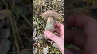 Перший осінній гриб 🍄‍🟫