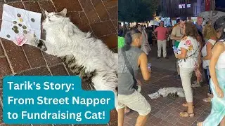 Cat Naps on Sidewalk and Raises Unexpected Funds for a Good Cause