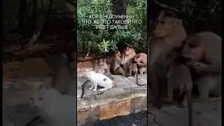 СТАЯ ОБЕЗЬЯН ОБЛАСКАЛА КОТИКА #shorts #животные #ржака
