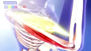 Skeletal Muscles and Joints