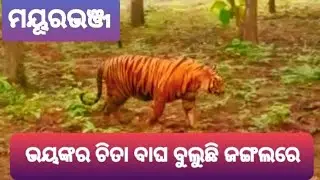 Tiger forest Indian !! tiger forest video !! Tiger jungle attack !! tech adhi village