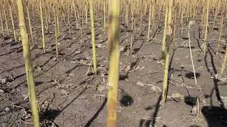 Соняшник Мічиган від Сингенти