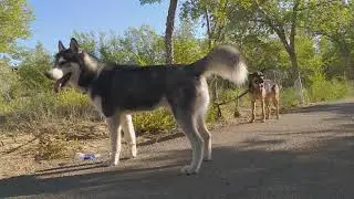Кот в сапогах