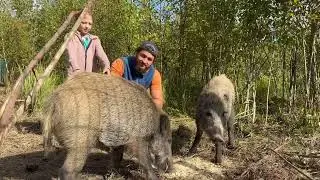 Смелая девочка зашла в вольер к диким Кабанам ‼️ Интересные факты об этих животных 💯