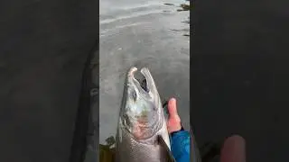Кижуч Камчатка #fishing #рыбалка #голец #salmon #кижуч #камчатка #горбуша #сима #чавыча