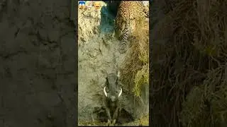Jaguar Hunting Boar 🔥 #shorts #wild #youtubeshorts #trending