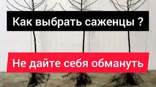Как выбирать саженцы яблони, груши и других плодовых деревьев?