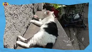 Kucing lagi tidur lagi ngidam x ||@asgarcil channel