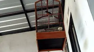 murai batu terotol ngeriwik #forsale