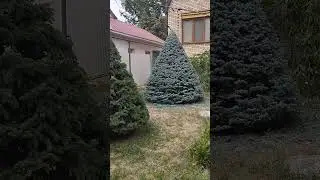 Три сезона стрижки елей. Хвоя уплотняется.