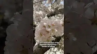 Spring has Sprung: Cherry Blossoms of U of T