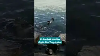 Kis kacsa fürdik #shortsvideo #gyerekdalok #oviteve #óvoda #ovi #kacsa #duck #balaton #shorts