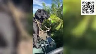 Смешные животные без озвучки! Лучшие смешные видео с животными! Смешно до слез
