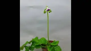 Streptocarpus DS-2571