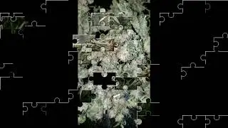 ozzy weed