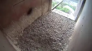 Falcon Camera Inside