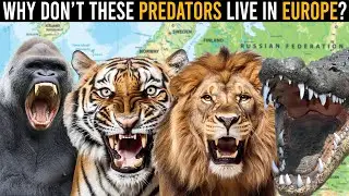 Why Aren't Crocodiles, Big Cats, Hyenas, and Apes Found in Europe?