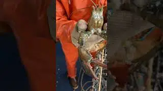Blue-ish Lobster!