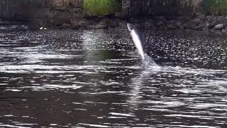 Wild Atlantic salmon run in Drowes Fishery, Ireland. Ход лосося из моря в реку. HD.