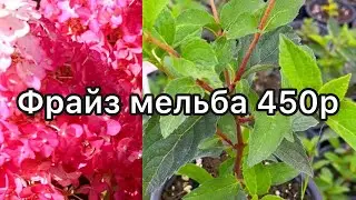 Сентябрь 2023 каталог растений Воронеж, цены 250р #воронеж #гортензия #hydrangeas