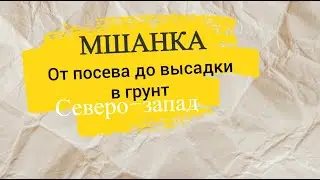 Мшанка от А до Я. От посева до высадки в грунт.