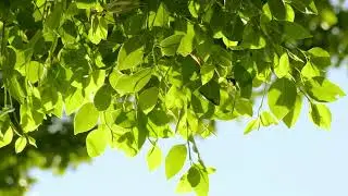 Благодарность Богу