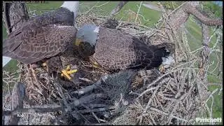 Bielik amerykański SFEC - Pierwsze jajko M15 & F23 🦅🥚🦅🥰