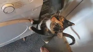 Carmel Eating & Exploring, Meow~