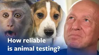 Is animal testing reliable? Johns Hopkins professor answers