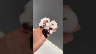 Craziest DARK Pied Ball Python?! #snake #ballpython #reptiles #animals