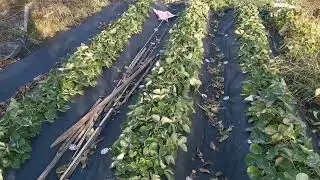 Как мы разгоняем нейтралы🍓. Земляника НСД. Фенг Сянг.