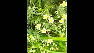 Летние полевые цветы🌸🌺🌻🌹🌷🌼💐 flowers