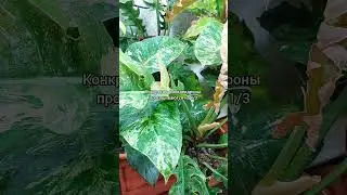 Просушивать ли #филодендрон 🌿 #ответы на #вопросы 🌿 #цветы #растения #содержание #уход #shorts