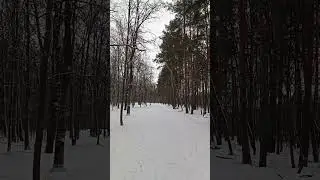 Лес. дорога .#746